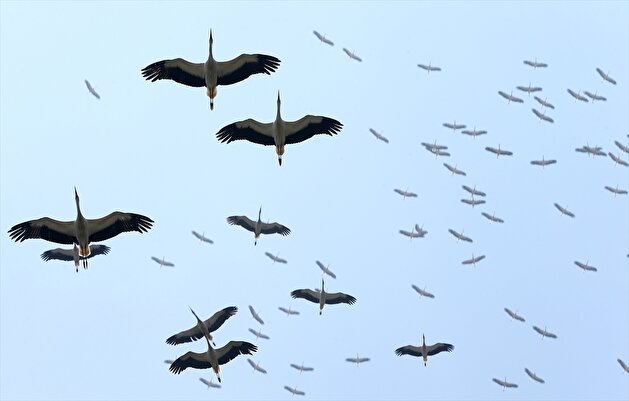 Migration Journey Of Thousands Of Storks Over The Sky Of Istanbul