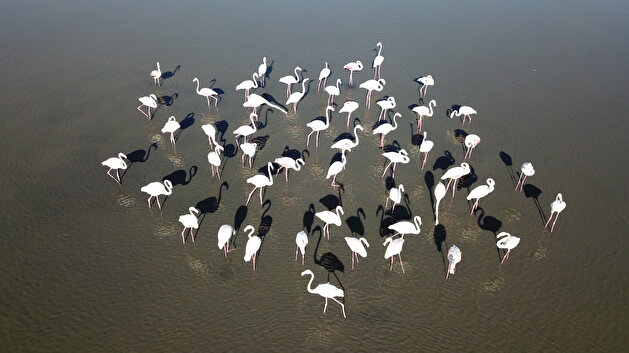 Flamingos at Ercis beaches of Lake Van