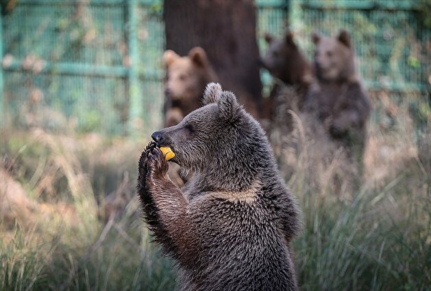 Baby brown bears under protection in Turkey's Bursa