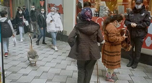بالصور.. مشهد على غير العادة: إوزة ترافق عجوزًا تركية!