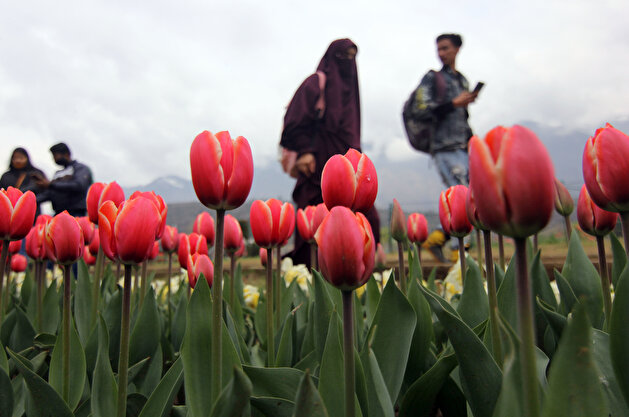 Asia's largest Tulip Garden opens in Kashmir