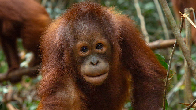 Orangutanların nesli, tükenme tehlikesi altında. 