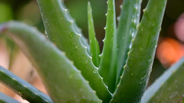 Aloe vera'nın, antrakinonları içeren kabuk bölümü suyunun uçurulması ile elde edilen ve laksatif olarak kullanılan kısma Aloe denir. 