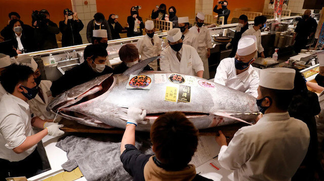 Mavi yüzgeçli orkinos