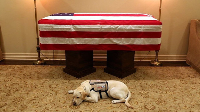 Rehber köpek Sully, Bush'un tabutunun önünde nöbet tutuyor. 
