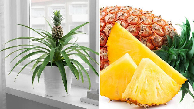 Evde ananas nasıl yetiştirilir?