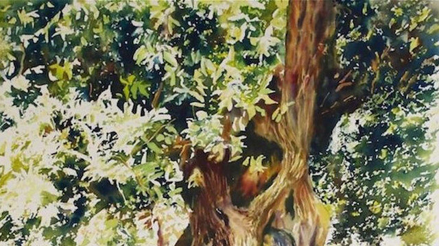 Göğe değen zeytin agacı.