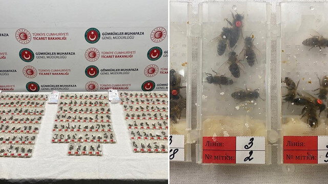 Canlı arılardan görüntüler