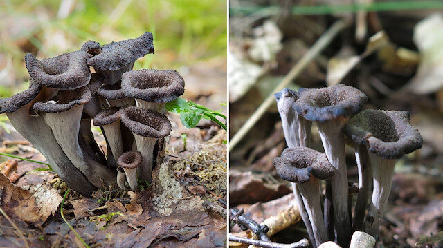 Borazan mantarı nedir?