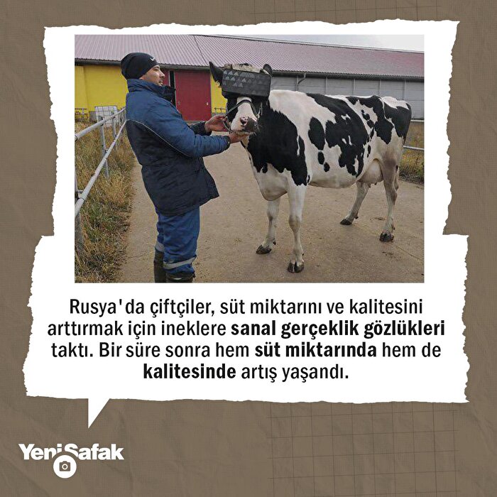 İneklere sanal gerçeklik gözlüğü takıldı