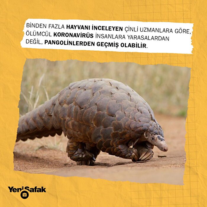 Koronavirüsün hangi hayvandan bulaştığı belli oldu