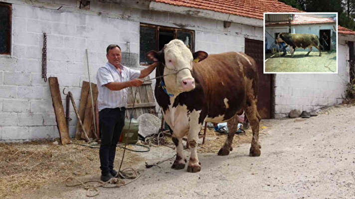 <p>Ayvacık ilçesine bağlı Paşaköy’de 36 yıldır büyükbaş hayvan yetiştiriciliği yapan Hasan Yavaş’ın (54), 3 yaşındaki simental kırması cinsi boğası 1 ton 600 kilograma ulaştı.</p><p><br></p>