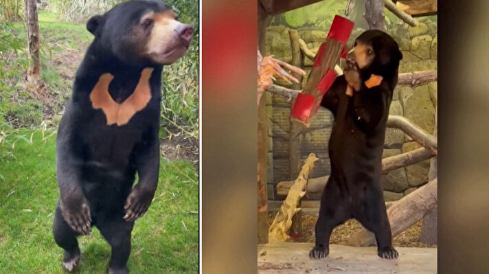 <p>Çin’in Hangzhou Hayvanat Bahçesi'ndeki bir ayının iki ayak üstünde durarak insan benzeri davranışlar gösterdiği videonun hafta başında sosyal medyada viral olmasıyla başlayan ‘ayının kostümlü insan olduğu’ tartışmalarına Çin’den zorunlu olarak yanıt gelmiş ve ayıların ‘insan olmadığı’ açıklanmıştı.</p>