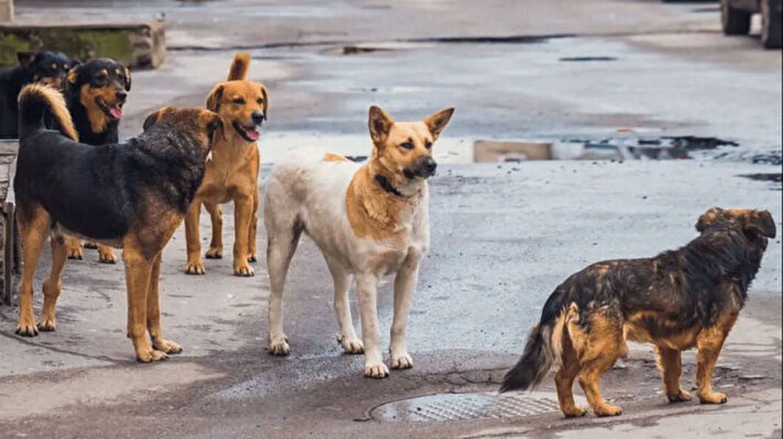 <p>Başıboş köpek düzenlemesinde neler var?</p>