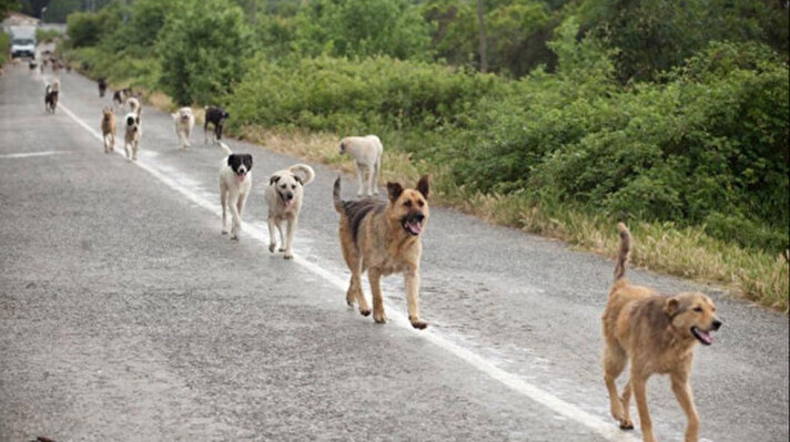 <p>Sokak köpekleri kabul edildi mi, Meclis'ten geçti mi?</p>