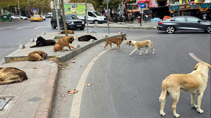 <p>Sahipsiz köpek düzenlemesi geçti mi?&nbsp;</p>