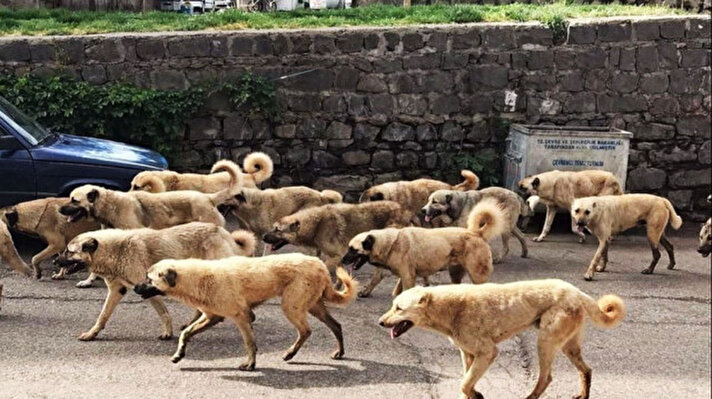 <p>Sahipsiz hayvanlara ne olacak, sahipsiz köpekler nereye götürülecek?</p>