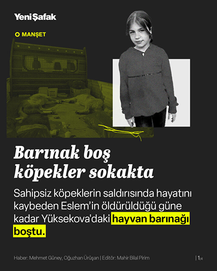 Barınak boş köpekler sokakta