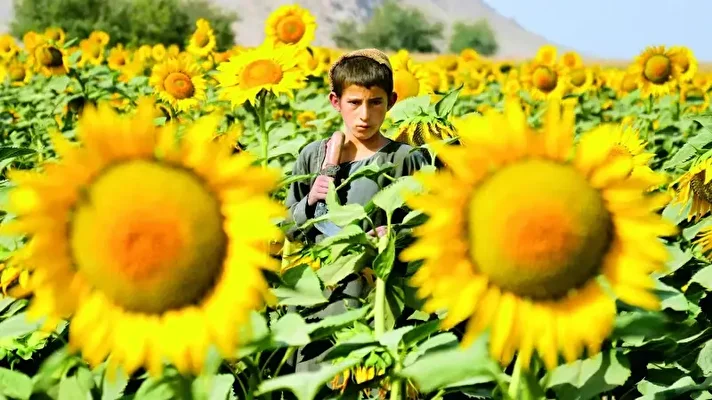 <h2>Güneşin Çocukları</h2><p>Kandahar vilayetinin Panjwai ilçesinde bir çocuk, ayçiçeği tarlasında kararlı gözlerle bakıyor. Savaşla gölgelendirilmiş bu topraklarda, masum bir anın içindeki duruş, bir süredir uzak kalan güvenli bir yaşamın özlemini aktarıyor. (Sanaullah Seiam / AFP)</p>