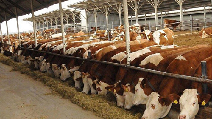 <p>Tarım ve Orman Bakanlığı il müdürlüğü karkas desteği ne kadar?</p>