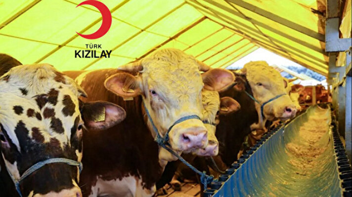 <p>2025 Kızılay yurt içi ve yurt dışı vekaletle kurban kesim bedeli ne kadar?</p>