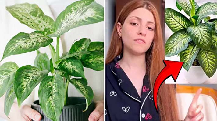 <p>Salonların gözdesi olan ‘ağlayan çiçek’ olarak bilinen ve gerçek adı difenbahya olan salon bitkisine dokunan genç kadın kabusu yaşadı. Bursa’da yaşayan Meryem Can, bu bitkinin özsuyuyla temas ettikten sonra konuşamayacak hale geldi. “Evinizde varsa hemen çöpe atın” diyen Can’ın bu yaşadıkları, uzmanların yıllardır yaptığı uyarıları yeniden gündeme taşıdı. Öyle ki, bu zehirli bitki tarihte köleleri cezalandırmak için kullanılıyordu...</p>