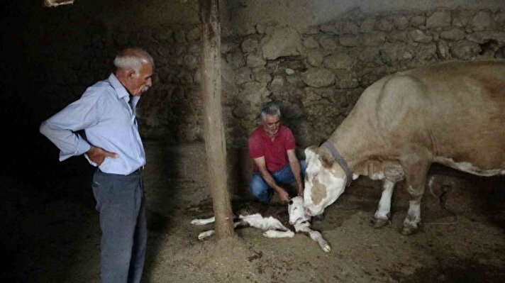 <p>Akçadağ'a bağlı İkinciler Mahallesi'nde besicilik yapan İbrahim Üstün'e ait iki büyükbaş hayvan doğum yaptı. </p>