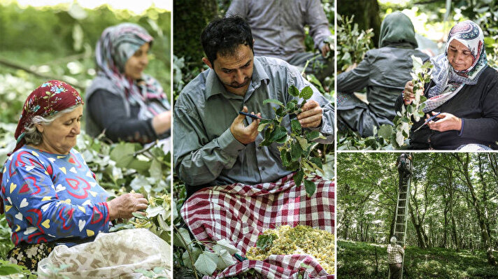 <p>Bursa'daki ıhlamur ormanlarının verimi yüz güldürdü.</p>