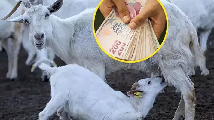 <p>Küçükbaş hayvan desteği başvuruları başladı mı?</p>