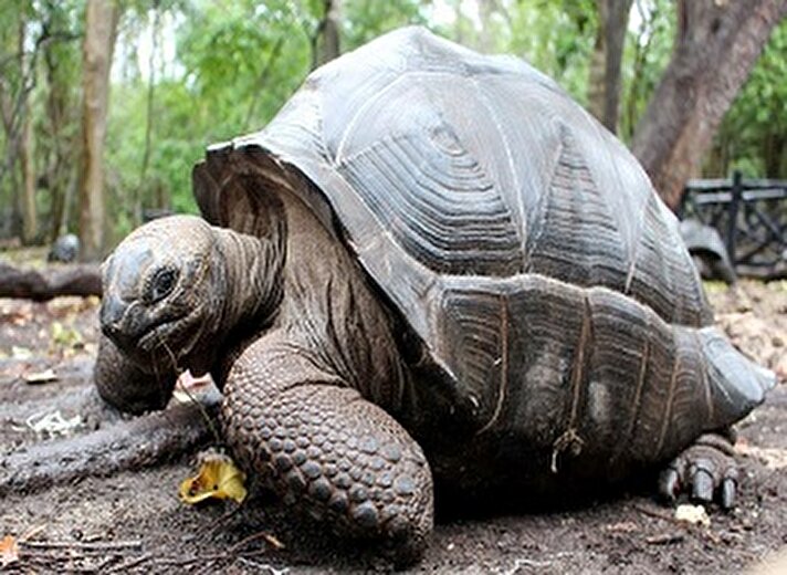 Zanzibar'da bir dönem cezaevi ve salgın hastalığa düçar olanlar için karantina merkezi olarak kullanılan "Hapishane Adası", artık turistlerin ilgi odağı haline gelen dev Aldabra kaplumbağalara ev sahipliği yapıyor.