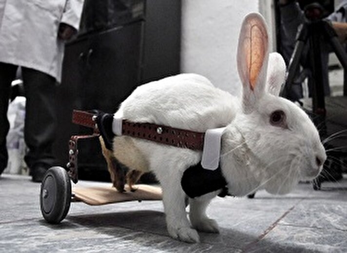 skişehir'de sindirim sistemi tıkanan ve felç olan tavşana, bir ortopedi firması tarafından yürüteç takıldı.