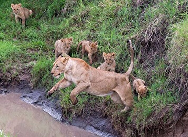 Anne aslan, 4 yavrusuna yavruya Kenya'da Masai Mara düzlüklerinde yaban dünyasında hayatta kalmayı öğretmek için tüm beceri ve sabrını kullanıyor.
