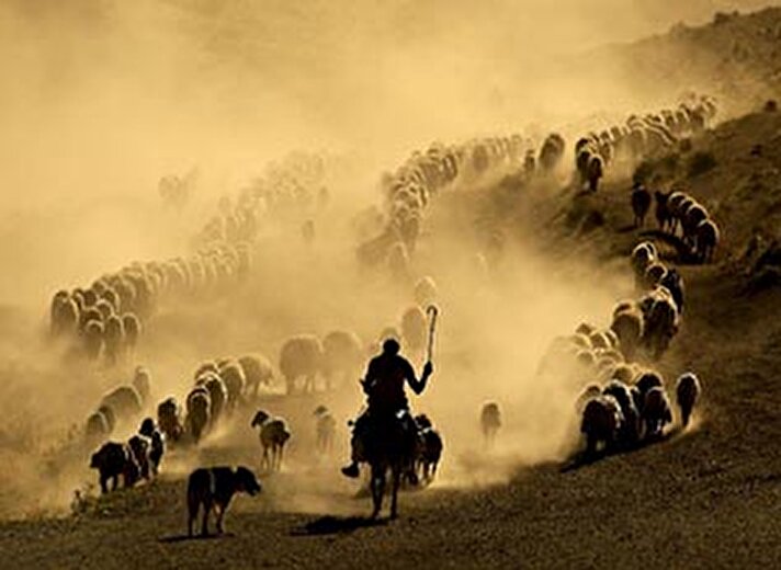 Bitlis'in Tatvan ilçesine bağlı Kıyıdüzü köyüne sağım için yayladan getirilen koyunların gün batımına doğru, Nemrut Dağı eteklerindeki vadilerden yaylaya çıkışları ile yükselen toz bulutları güzel görüntüler oluşturuyor.

