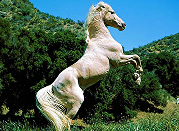 Ahal Teke atı bir Türkmen atıdır. Bilimciler Ahal Teke atını, 3000 yıl evvel insanlar tarafından ilk evcilleştirilmiş olan at türü olarak görürler. 