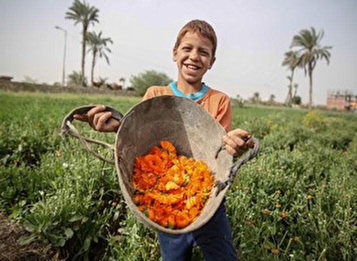 Mısır'ın Fayoum kentinde çiftçiler papatya hasadı yapıyor. Toplanan papatyalar kozmetik ve ilaç yapımında olmak üzere tıp sektöründe kullanılıyor.