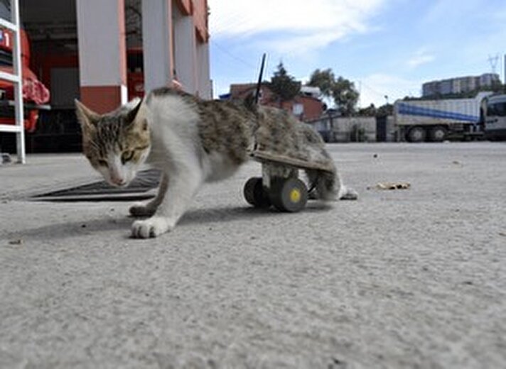 Zonguldak'ın Alaplı ilçesinde itfaiye erleri, otomobilin çarpması sonucu felç olan kediye yürüteç yaptı.