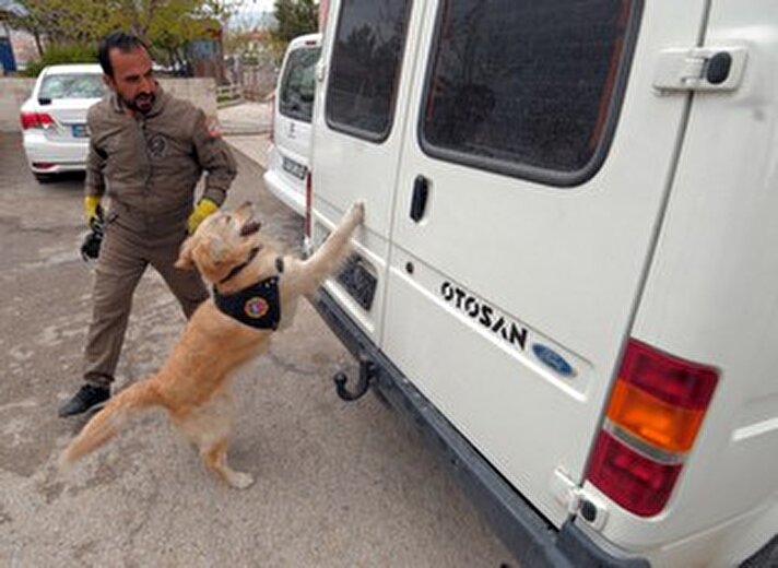 Kırşehir Emniyet Müdürlüğü Kaçakçılık ve Organize Suçlarla Mücadele Şube Müdürlüğü kadrosunda görevli narkotik dedektör köpeği "Gold", geçen yıl 500 kilogram uyuşturucu ele geçirilmesinde rol oynadı.
