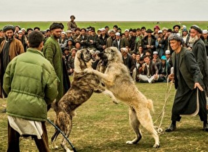 Hayvan dövüşlerinin çok popüler olduğu Afganistan'da, köpek dövüşleri de oldukça yaygın.