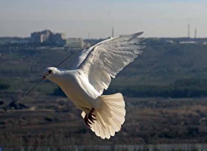 Tüm dünyada barışın simgesi olarak kabul edilen güvercini yetiştirmek Diyarbakır için 600 yıllık bir gelenek.