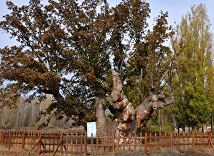 Kütahya Orman Bölge Müdürü Kenan Eryiğit, Türkiye'nin bilinen en yaşlı kavak ağacının, Domaniç ilçesindeki 300 yıllık ağaç olduğunu bildirdi. 