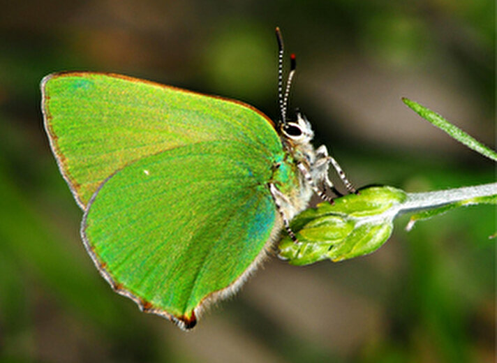Türkiye'de varlığı bilinen yaklaşık 410 kelebek türünün 183'ü Antalya bölgesinde yaşıyor.

