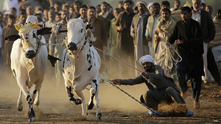 Bir çok kültürel zenginliğe sahip olan Pakistan'ın kırsal kesimlerinde düzenlenen farklı türdeki yarışlar köylülerin en büyük eğlencelerinin başında geliyor. Özellikle ülkenin kalbi olan ve tarımsal zenginliklerinin bir çoğunu bünyesinden barından Pencap Eyaleti'nde yapılan boğa yarışları da bunlardan biri. 
