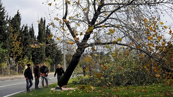 CHP'li belediye 180 ağacı katletti