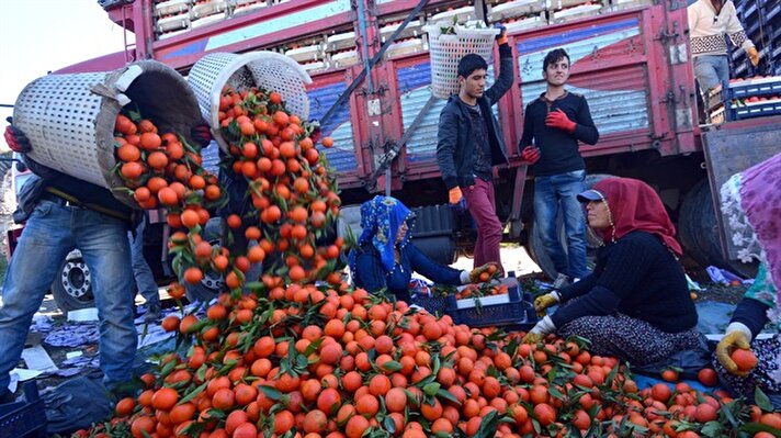 Coğrafi konumu ve iklim şartları nedeniyle Türkiye'nin önde gelen narenciye merkezlerinden Erzin ve Dörtyol'da, mandalina ve portakalın kilogramının dalında 20-25 kuruşa kadar düşmesi, üreticileri üzdü.
