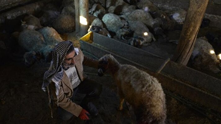  Tuşba ilçesi Beyüzümü Mahallesi'ndeki bir ahıra giren sokak köpekleri, 38 koyunu telef etti.