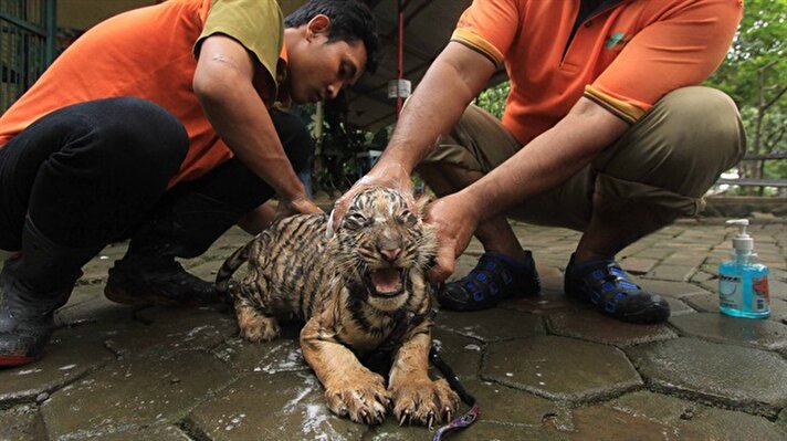 Endonezya'nın Semarang kentinin Mangkang Hayvanat Bahçesi'nde bulunan yavru Bengal kaplanlarına kuduz aşısı yapıldı.