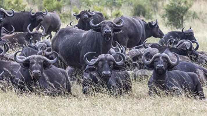  Afrika kıtasının en büyük milli parkı olan Kruger Milli parkı, 1898 yılında kurulmuş ve yaklaşık olarak 2 milyon hektar üzerinde bulunmakta. Safari için önde gelen alanlardan biri olan Kruger, fillerden zebralara on binlerce vahşi hayvanı barındırmakta.  Sarı gagalı Hornbill isimli kuş