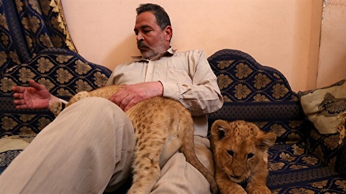 Gazzeli Sadeddin el-Cemel (50) yaklaşık 3 ay önce hayvanat bahçesinden satın aldığı aslan yavrularını büyük bir özveriyle evinde beslemeye başladı. 