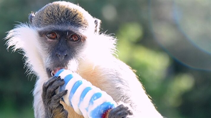  Afyonkarahisar'daki bir dinlenme tesisinin bahçesinde beslenen Garip adlı maymun, yolcuların ve diğer müşterilerin ilgi odağı oluyor. 