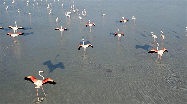 Tuz Gölü, binlerce yetişkin ve yavru flamingonun görsel şölenine ev sahipliği yapıyor. 